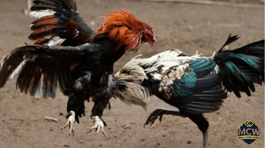 Cá cược đá gà trực tiếp là gì?