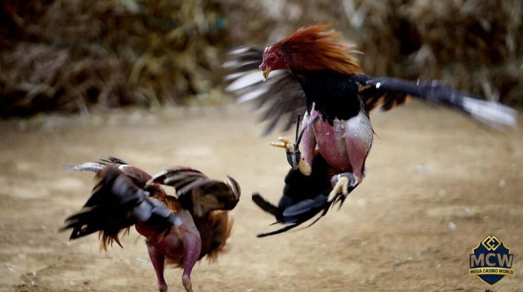 Hướng dẫn cá cược đá gà trực tiếp cho người mới