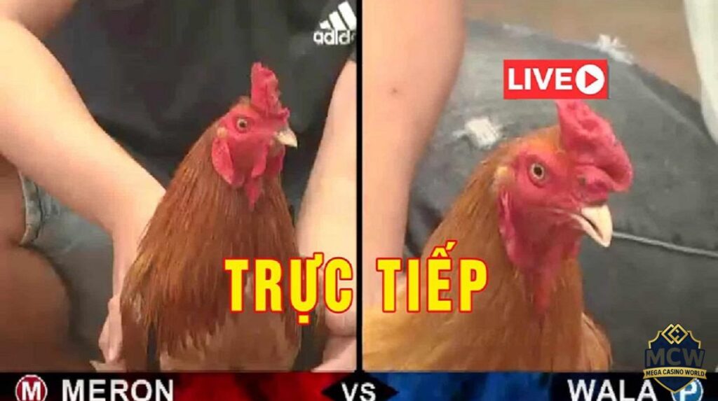 Những thói quen sai lầm khi đặt cược đá gà online