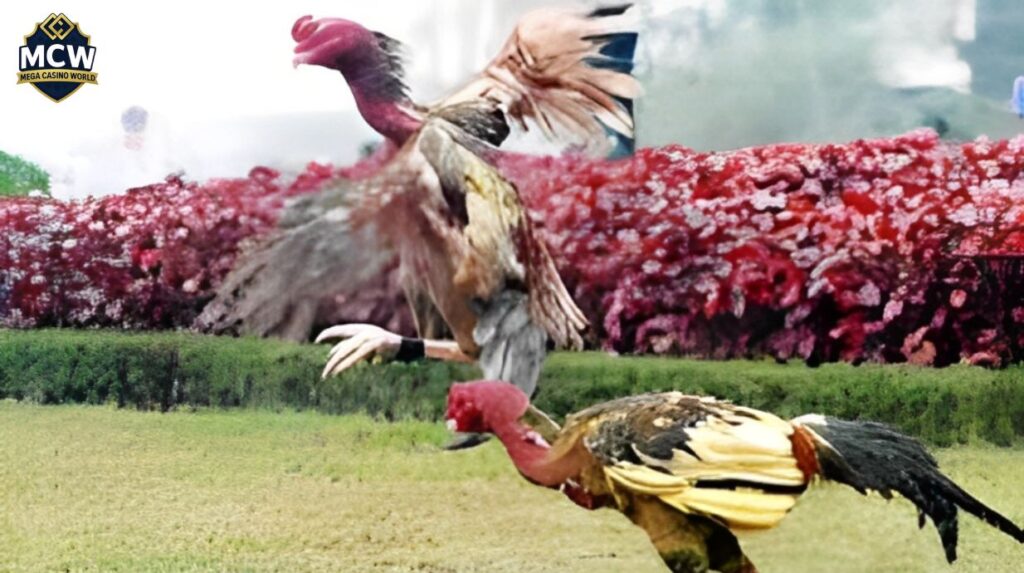 Luyện tập gà đá mỗi ngày như thế nào?
