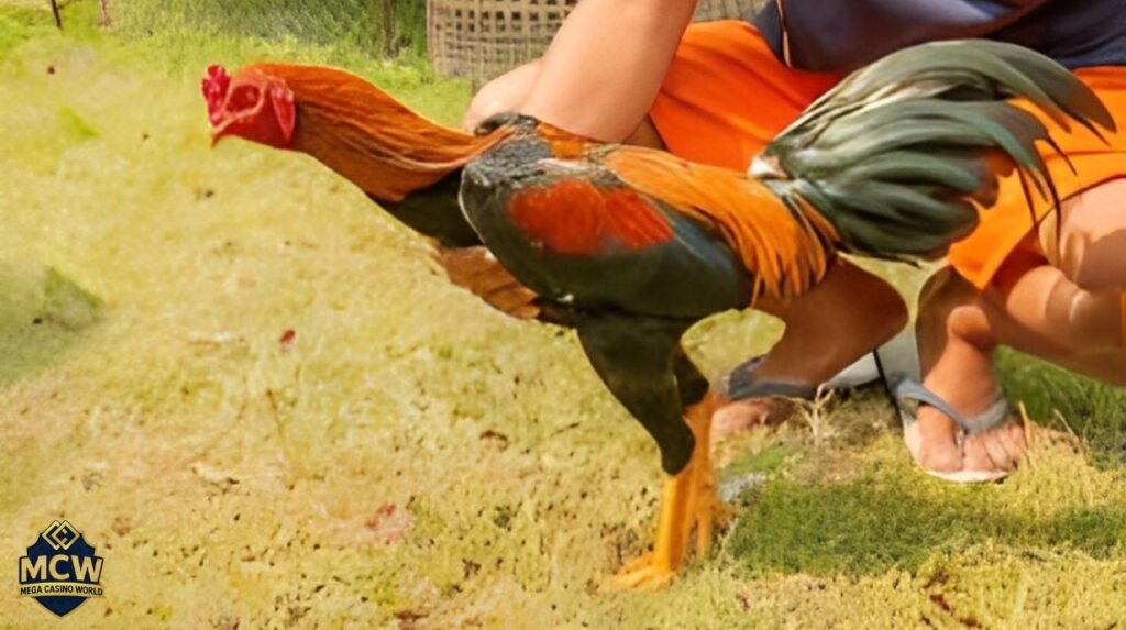 Tại sao phải nuôi gà đá đúng kỹ thuật?