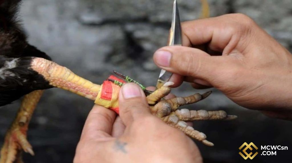 Đá Gà Cựa Dao Là Gì?