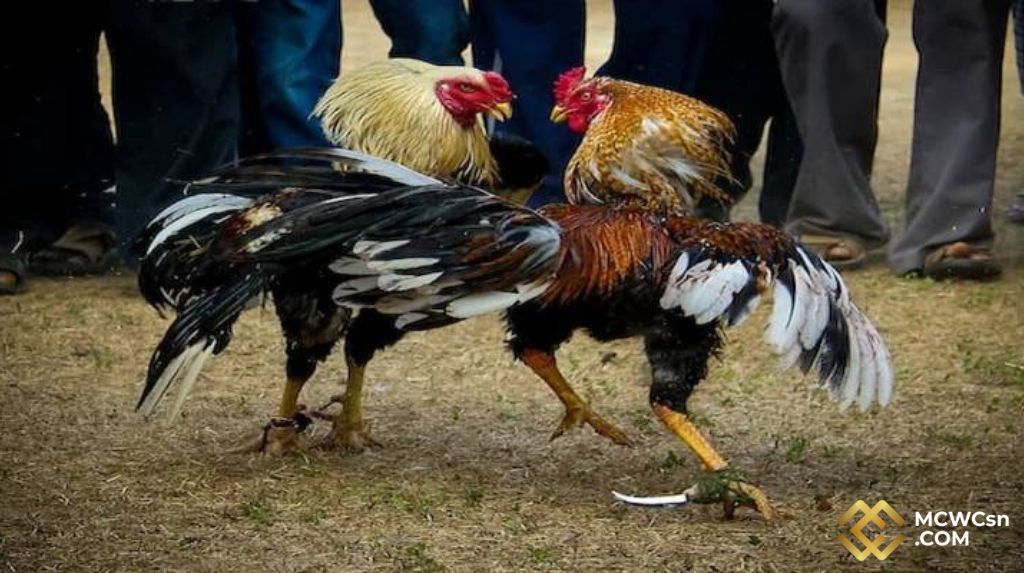 So Sánh Đá Gà Cựa Dao với Các Loại Khác