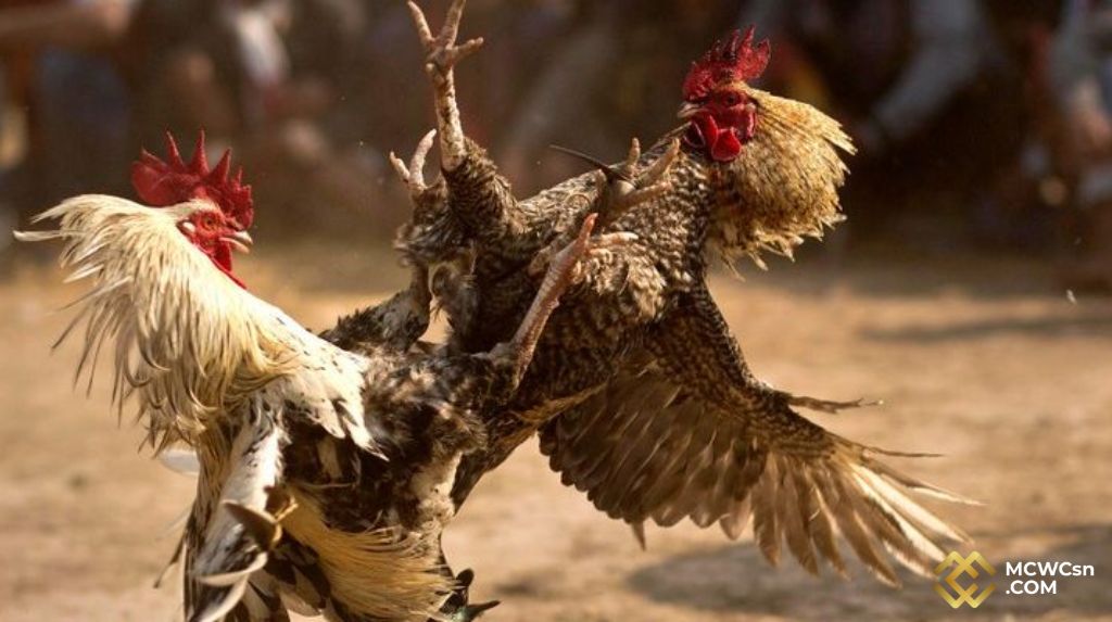 Giới Thiệu Về Đá Gà Cựa Sắt